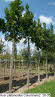 Acer platanoides Columnare2  30-35