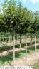 Acer platanoides Globosum 14-16