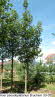 Acer pseudoplatanus Bruchem 30-35