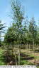 Amelanchier arborea Robin Hill 18-20