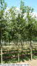 Prunus serrulata Kanzan 16-18