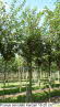 Prunus serrulata Kanzan 18-20 (3)