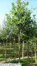 Quercus petraea 16-18
