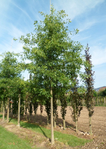 Quercus palustris 30-35