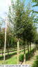 Acer campestre Elsrijk 18-20 (2)