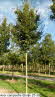 Acer campestre Elsrijk 25-30