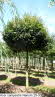 Acer campestre Nanum 25-30