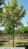 Acer platanoides Drummondii 25-30