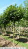 Acer platanoides Globosum 16-18 (2)