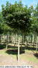 Acer platanoides Globosum 16-18