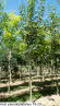 Acer pseudoplatanus 18-20