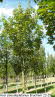 Acer pseudoplatanus Bruchem 22-25