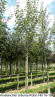 Amelanchier arborea Robin Hill 16-18