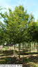 Carpinus betulus 35-40