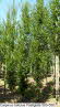Carpinus betulus Fastigiata 500-550
