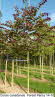 Cercis canadensis  Forest Pansy 14-16