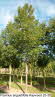 Fraxinus angustifolia Raywood 25-30