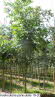 Koelreuteria paniculata 18-20