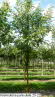 Koelreuteria paniculata 20-22