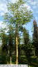 Koelreuteria paniculata 22-25