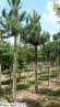 Pinus nigra 22-25