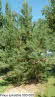 Pinus sylvestris 500-550