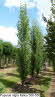 Populus nigra Italica 500-550
