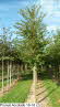 Prunus Accolade 16-18 (2)