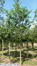 Prunus avium 25-30