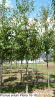 Prunus avium Plena 16-18
