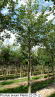 Prunus avium Plena 22-25 (2)