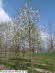 Prunus avium Plena 22-25