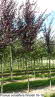 Prunus cerasifera Woodii 16-18