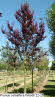 Prunus cerasifera Woodii 22-25