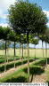 Prunus eminensis Umbraculifera 18-20
