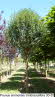 Prunus eminensis Umbraculifera 30-35