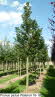 Prunus padus Watereri 16-18