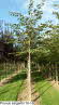 Prunus sargentii 16-18