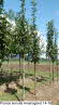 Prunus serrulat Amanogawa 14-16