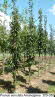 Prunus serrulata Amanogawa  300-350