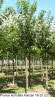 Prunus serrulata Kanzan 18-20 (2)