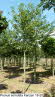 Prunus serrulata Kanzan 18-20