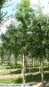 Quercus palustris 16-18
