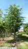 Quercus palustris 30-35