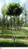 Quercus palustris Green Dwarf 14-16 (2)