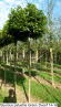 Quercus palustris Green Dwarf 14-16