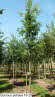 Quercus petraea 18-20