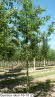 Quercus robur 16-18 (2)
