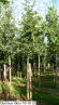 Quercus robur 16-18 (3)