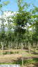 Quercus robur 16-18